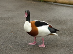 FZ029665 Duck.jpg